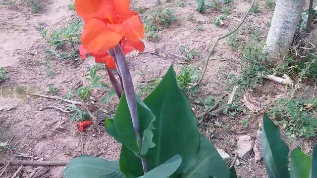 #Canna Indica A Popular #bananeira De Jardim🌾