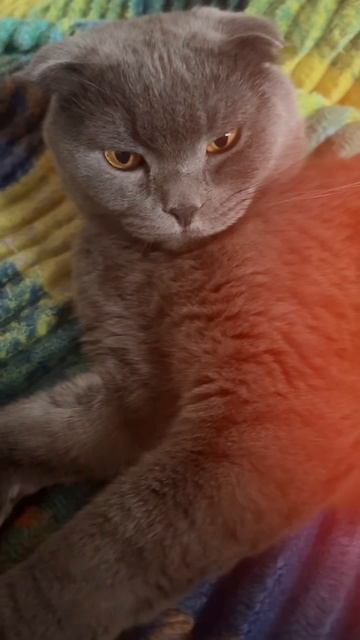 🔴КОТ СМОКИ🔴 смотреть онлайн