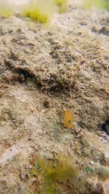 Angel fish #fish #angelfish #petfish #marinefish #peixes смотреть онлайн