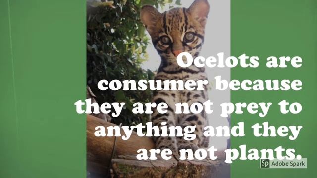 1819 Paxton Ocelot Adobe Spark смотреть онлайн