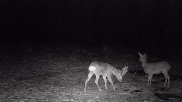 HUNTING IN LATVIA | WINTER | NIGHT CAMERA HC-801A смотреть онлайн