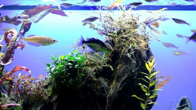 Turquoise Rainbowfish (Melanotaenia lacustris). These 2 males constantly spar in a very relaxed way смотреть онлайн