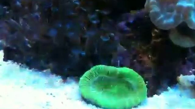 My reef trigon 190 смотреть онлайн
