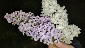Как засушить сирень