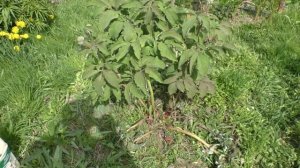 Болезни пионов. Серая гниль