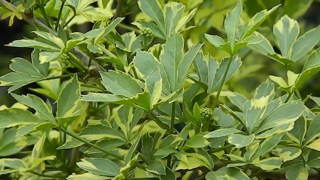 Eleutherococcus Sieboldianus Variegatus