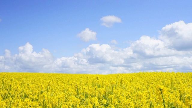 Вірш який повинен почути кожен " Ми так навчились миті цінувати......маленькі миті нашого життя .. смотреть онлайн