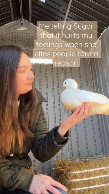 Sugar could not care less🤣🦆 #ShortsmasChallenge #PetDuck #SugarTheDuck #Ducks #FarmAnimals смотреть онлайн