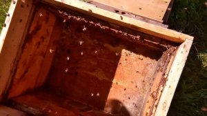 Покупка пчелосемей