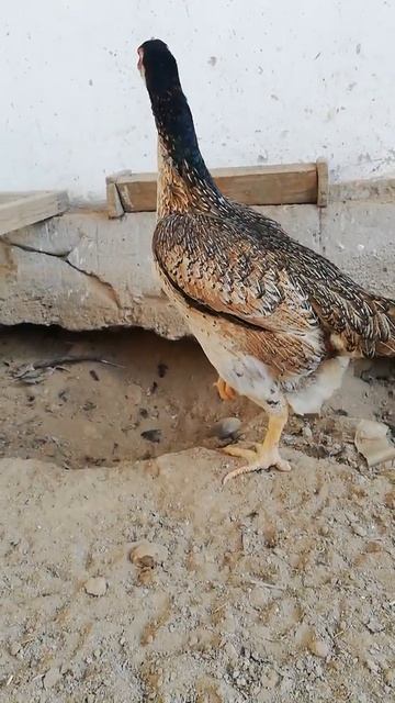 Племенная самка, дочь "Смертника" (вес 4.7 кг) смотреть онлайн