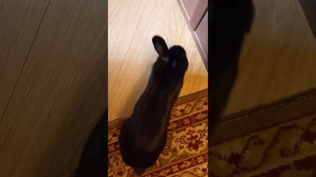 Кролик в гостях смотреть онлайн