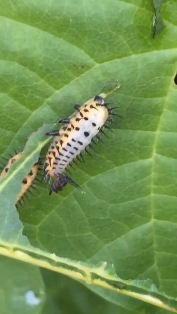 The larvae ❤️ Tortoise Beetle Larvae #shorts #likes #life #larvae смотреть онлайн