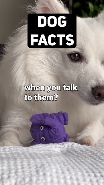 The Science Behind Why Dogs Tilt Their Heads #shorts #dog смотреть онлайн