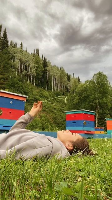 Хорошо на пасеке! Послушайте - пчелки жужжат и птички щебечут💛 #алтай #телецкоеозеро #горныйалтай смотреть онлайн