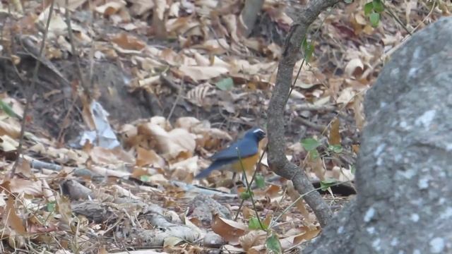 Indian Blue Robin Tail wagging смотреть онлайн