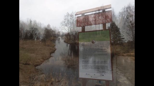 Trip in Bialowieza e Biebrza national park, Poland 2016 смотреть онлайн