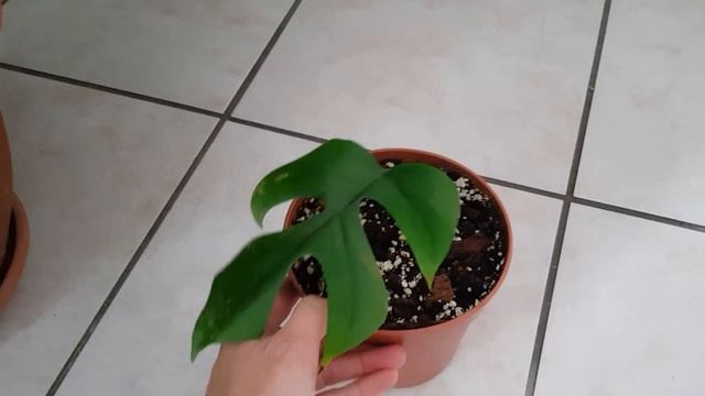 PLANT TOUR смотреть онлайн