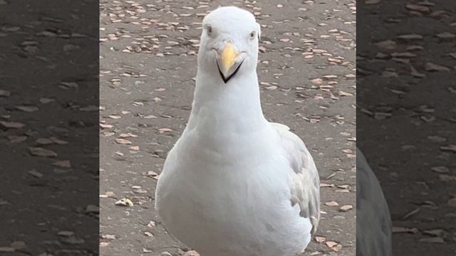 I’m spyral! 😎😎😎 смотреть онлайн