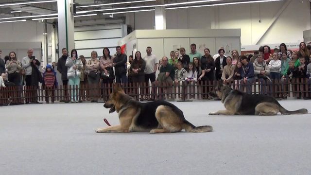 Восточноевропейская овчарка