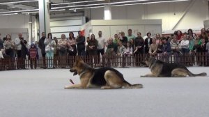 Восточноевропейская овчарка