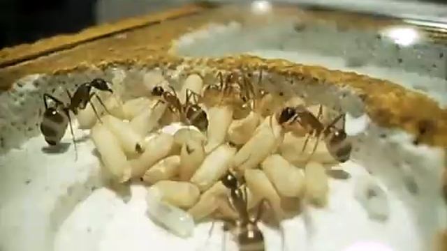 Camponotus fellah avec couvain. 1 смотреть онлайн