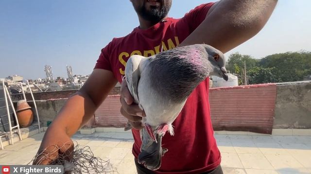 Moin Siddiqui 2 Kabootar Pakdhe aj | X Fighter Birds смотреть онлайн