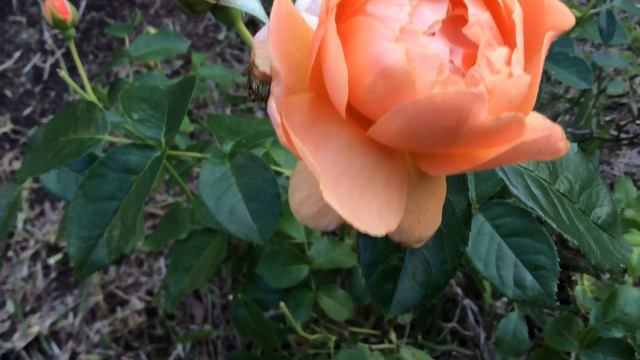 At Last Roses from Proven Winners: Peach Blooms with Peony Shape смотреть онлайн