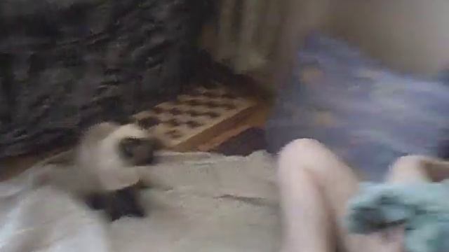 Утро с кошкой :з смотреть онлайн