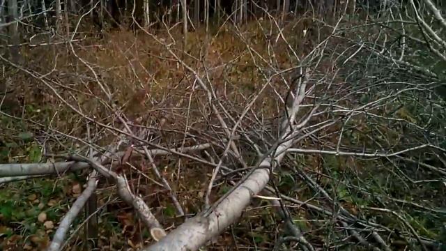 Делаем солонец на лосяшку смотреть онлайн