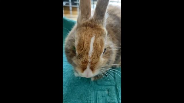 L'ulcère à l'oeil chez le lapin смотреть онлайн