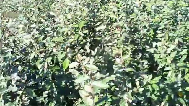 Olive Russian Olive.mov смотреть онлайн