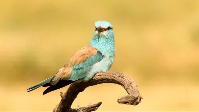 European Roller (Coracias garrulus) смотреть онлайн