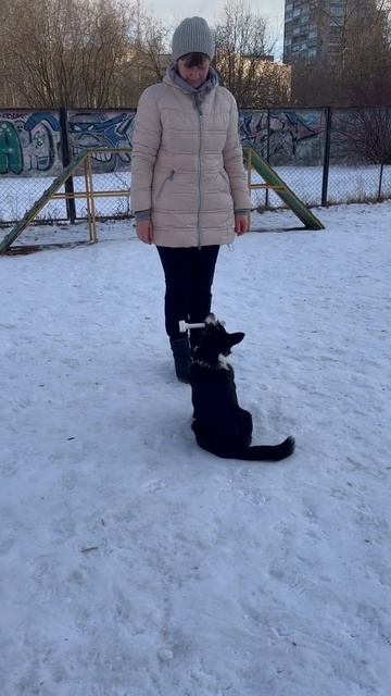 Дрессировка корги. Апорт. смотреть онлайн