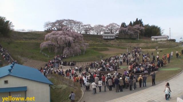 1000 Year Old Cherry Blossom Tree in Japan - Miharu Takizakura 三春瀧桜 смотреть онлайн