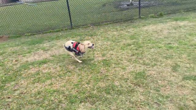 Dog park fun with dingo смотреть онлайн