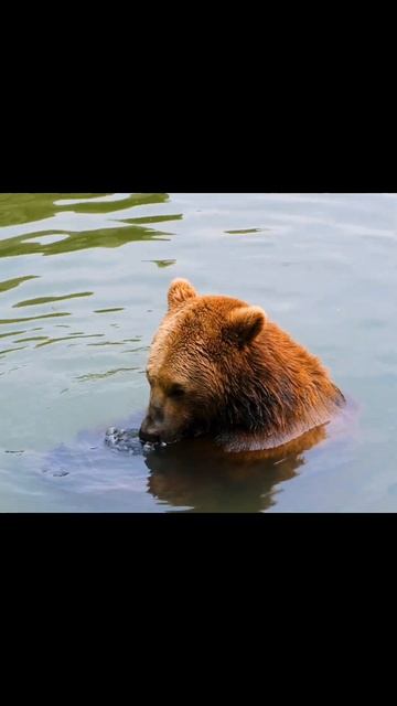 Сибирский Медведь.Медведи Аляски.Лесные Хищники смотреть онлайн