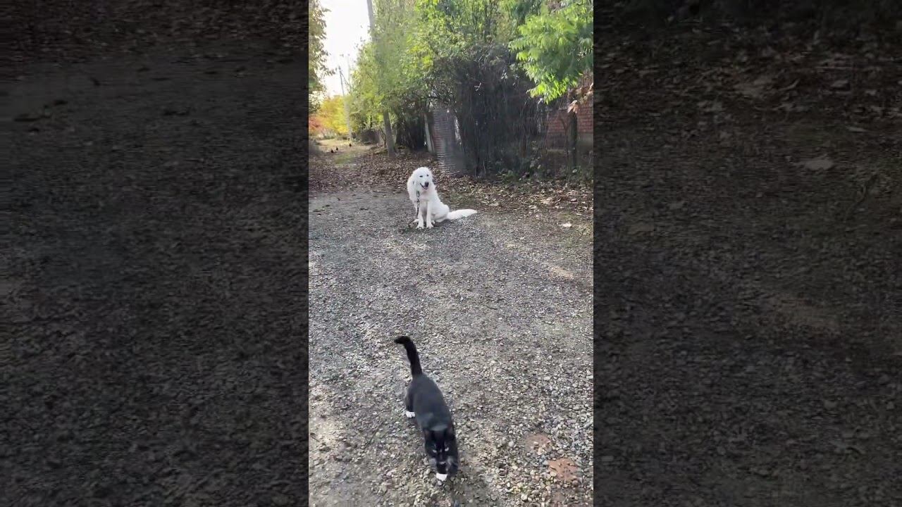 Польская овчарка/ Отработка команды сидеть #собака #щенок #коты #дрессировкасобак смотреть онлайн