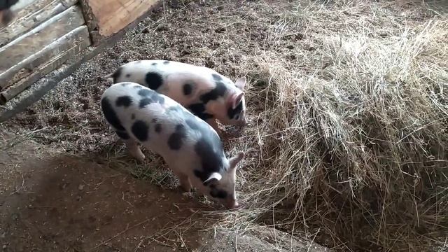 МАЛЫШИ ПРИВЫКАЮТ К САМОСТОЯТЕЛЬНОЙ ЖИЗНИ смотреть онлайн