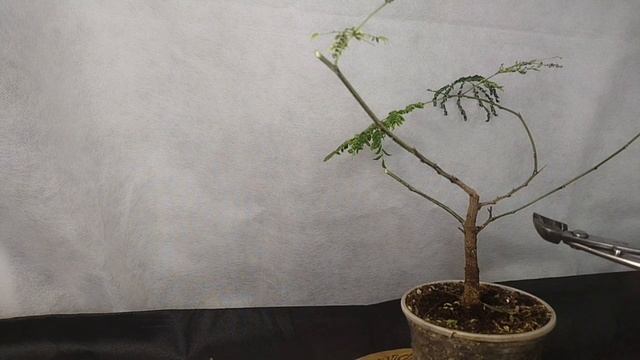 √1,√2 леуцена светлоголовчатая