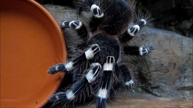 "Weißknie-Vogelspinne"- Live Video von Wolfgang Schmökel смотреть онлайн