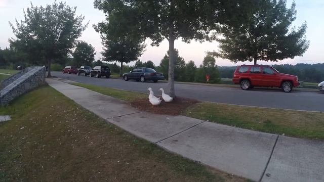 Dji phantom 1.1.1. Areal lakeshore смотреть онлайн