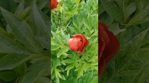 Paeonia Scarlett. of Heaven. Пион Скарлетт Хэвен 2024.