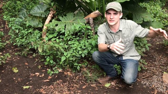 Army Ant NEST RAID! (Hymenoptera) смотреть онлайн