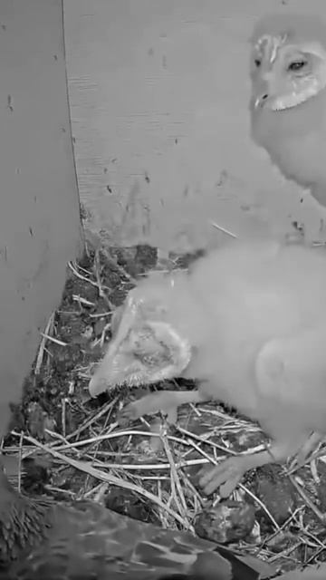 Short: pigeon vs barn owl nestlings 1 смотреть онлайн
