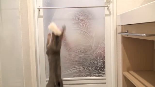 Дискотека для котов смотреть онлайн