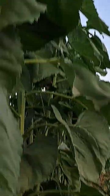 The relationship between sunflower and fresh cucumber смотреть онлайн