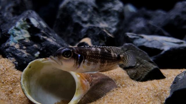 Neolamprologus Meleagris смотреть онлайн