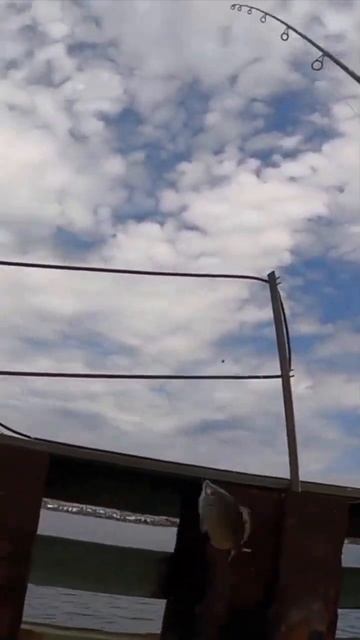 Pelican Tries to Steal My Fish /Inshore Fishing #shorts #fishing #inshorefishing #kayakfishing смотреть онлайн