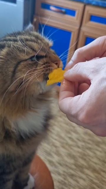 Кот Маркуша и манго!