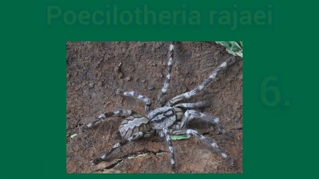 THE LARGEST SPIDERS IN THE WORLD|Tarantulas World смотреть онлайн